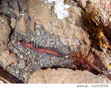 水中洞窟にいる、大きく美しいイタチウオ、イセエビ。 静岡県伊豆半島賀茂郡南伊豆町中木ヒリゾ浜2024 水中洞窟にいる、大きく美しいイタチウオ、イセエビ。 静岡県伊豆半島賀茂郡南伊豆町中木ヒリゾ浜2024 122376769