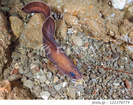水中洞窟にいる、大きく美しいイタチウオ、イセエビ。 静岡県伊豆半島賀茂郡南伊豆町中木ヒリゾ浜2024 122376774