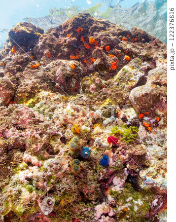 サンゴに寄生する、花のように美しいイバラカンザシ こう見えてゴカイの仲間の虫のエラである ヒリゾ浜 サンゴに寄生する、花のように美しいイバラカンザシ こう見えてゴカイの仲間の虫のエラである ヒリゾ浜 122376816