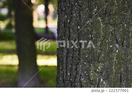 Closeup of tree bark shows intricate textures with a blurred serene park background 122377001