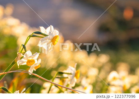 《静岡県》伊豆半島・爪木崎にて満開の水仙 122377096