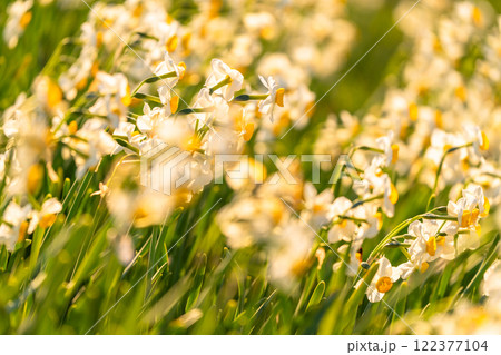 《静岡県》伊豆半島・爪木崎にて満開の水仙 《静岡県》伊豆半島・爪木崎にて満開の水仙 122377104