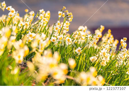 《静岡県》伊豆半島・爪木崎にて満開の水仙 122377107