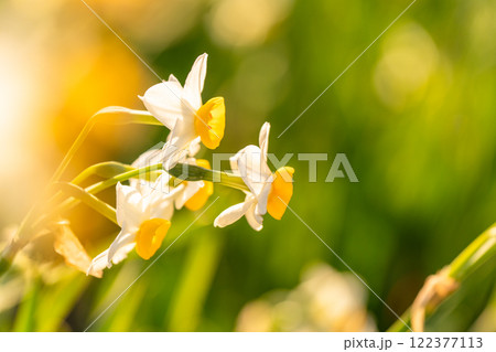 《静岡県》伊豆半島・爪木崎にて満開の水仙 《静岡県》伊豆半島・爪木崎にて満開の水仙 122377113