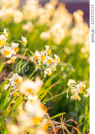 《静岡県》伊豆半島・爪木崎にて満開の水仙 122377115