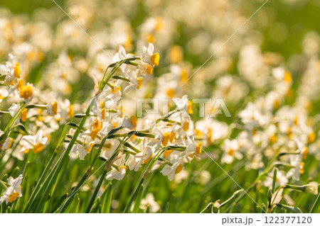 《静岡県》伊豆半島・爪木崎にて満開の水仙 《静岡県》伊豆半島・爪木崎にて満開の水仙 122377120