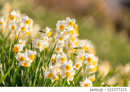 《静岡県》伊豆半島・爪木崎にて満開の水仙 《静岡県》伊豆半島・爪木崎にて満開の水仙 122377123