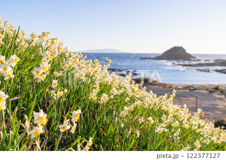 《静岡県》伊豆半島・爪木崎にて満開の水仙 122377127