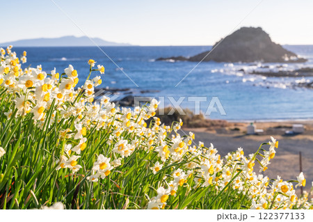 《静岡県》伊豆半島・爪木崎にて満開の水仙 《静岡県》伊豆半島・爪木崎にて満開の水仙 122377133