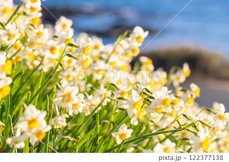 《静岡県》伊豆半島・爪木崎にて満開の水仙 《静岡県》伊豆半島・爪木崎にて満開の水仙 122377138