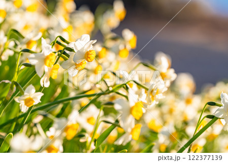 《静岡県》伊豆半島・爪木崎にて満開の水仙 《静岡県》伊豆半島・爪木崎にて満開の水仙 122377139
