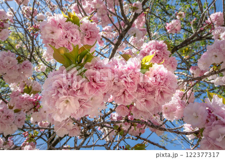 福禄寿、フクロクジュ 福禄寿、フクロクジュ 122377317