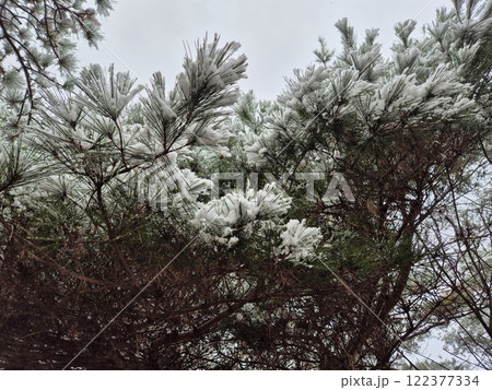 white snow 122377334