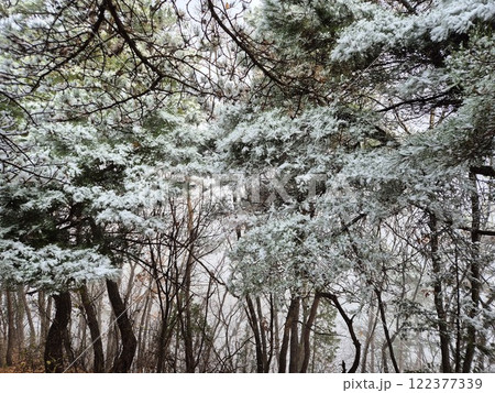 white snow white snow 122377339