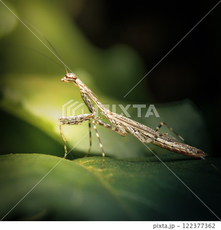 Eastern Tree-running mantis 122377362