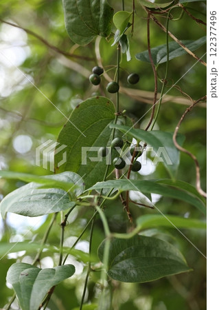 自然 植物 カラスキバサンキライ、南方系の植物でこちらは一月の石垣島で 自然 植物 カラスキバサンキライ、南方系の植物でこちらは一月の石垣島で 122377496
