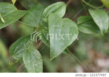 自然 植物 カラスキバサンキライ、漢字で書くと『唐鋤葉山帰来』。葉が鋤の形に見えるかららしい 自然 植物 カラスキバサンキライ、漢字で書くと『唐鋤葉山帰来』。葉が鋤の形に見えるかららしい 122377497