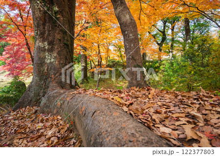 【武田神社】境内の紅葉【躑躅ヶ崎館跡】 【武田神社】境内の紅葉【躑躅ヶ崎館跡】 122377803