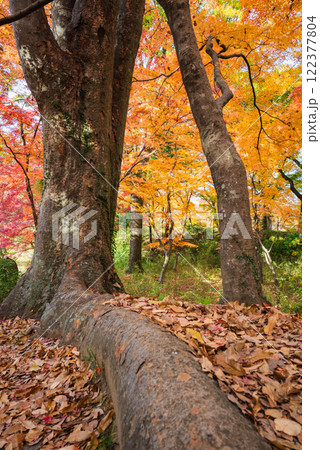 【武田神社】境内の紅葉【躑躅ヶ崎館跡】 【武田神社】境内の紅葉【躑躅ヶ崎館跡】 122377804