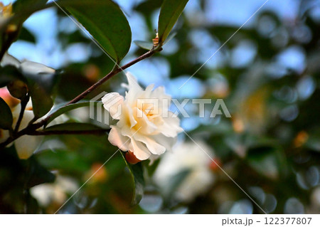 山茶花　白雪姫 122377807