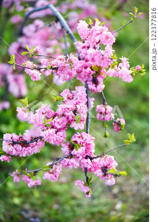 Japanese cherry blossom cherry sakura 122377816