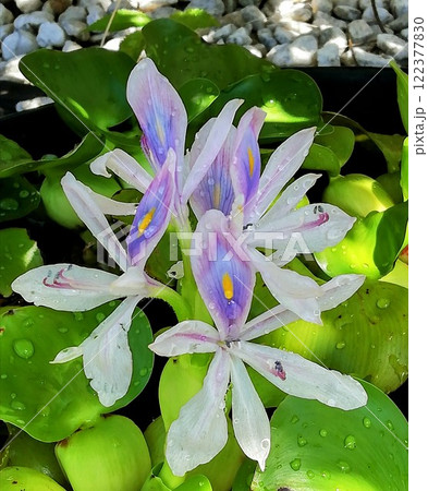 ホテイアオイ ホテイアオイ 122377830