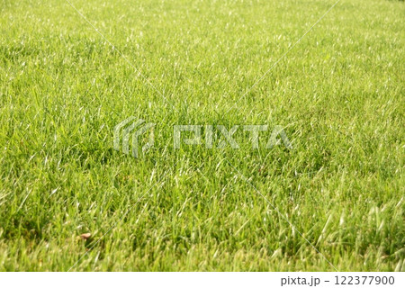 green grass, lawn in the garden. Gardening, landscaping 122377900