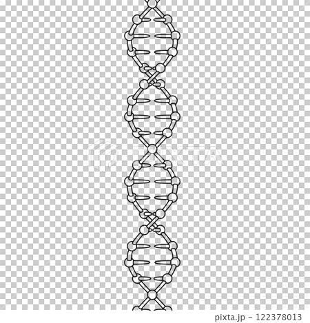 Line drawing of the DNA double helix structure 122378013
