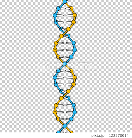 DNA二重らせん構造 122378014