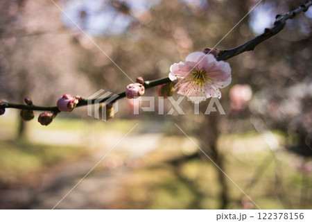 春の訪れを告げる梅の花 122378156