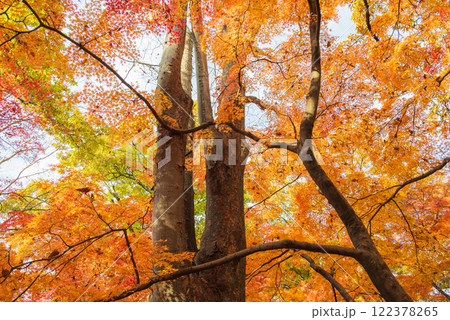 武田神社の紅葉【躑躅ヶ崎館跡】 武田神社の紅葉【躑躅ヶ崎館跡】 122378265