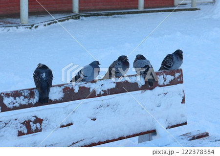 A group of pigeons resting cozily on a snowy bench in a tranquil urban park during winter 122378384