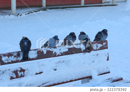 Beautiful Winter Pigeons Are Resting on a Snowy Park Bench in the Urban Landscape 122378392