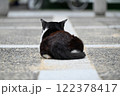 まっすぐ見つめる猫 122378417