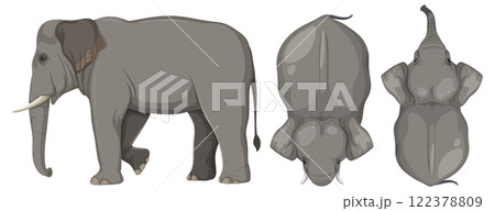 Elephant Aerial and Side View Illustration 122378809