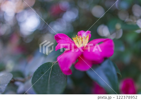 赤い椿の花 122378952