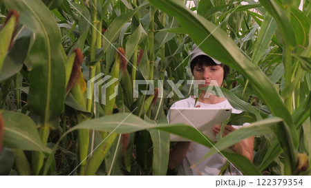 Agriculture, female farmer walking through corn field digital tablet, female farmer face, farmer agronomist work field, entrepreneurial activity, rural worker digital tablet, woman looking corn cobs 122379354