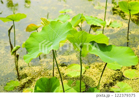 池に浮かぶ蓮の葉 122379375