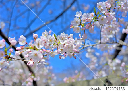 春日の桜と青空 122379388