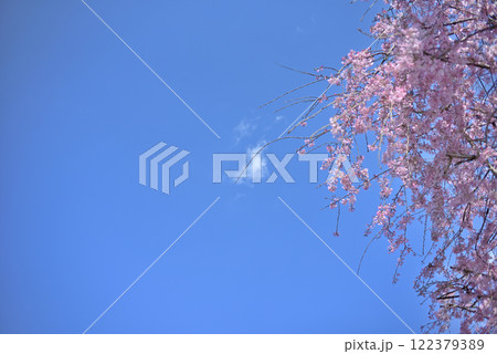 春日の桜と青空 春日の桜と青空 122379389