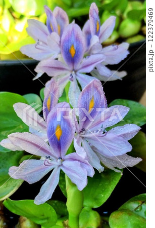 ホテイアオイ 122379469