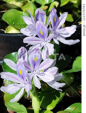 ホテイアオイ 122379763