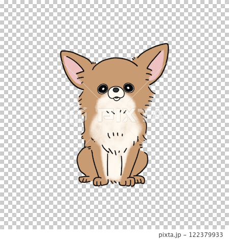 Long-coated Chihuahua (brown and white) 122379933