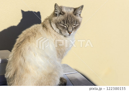 猫　シャム猫ミックス　野良猫 122380155