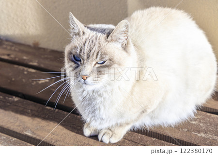 猫 シャム猫ミックス 野良猫 猫 シャム猫ミックス 野良猫 122380170