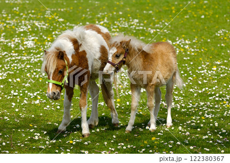 Horse mother and child 122380367