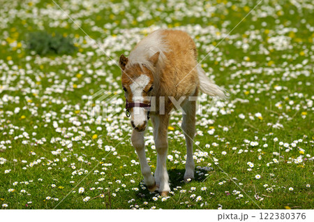 Horse foal on grass with flowers 122380376