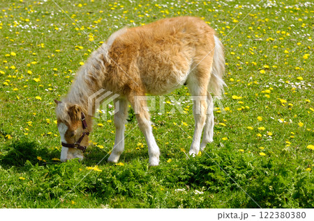 Horse foal is eating grass 122380380