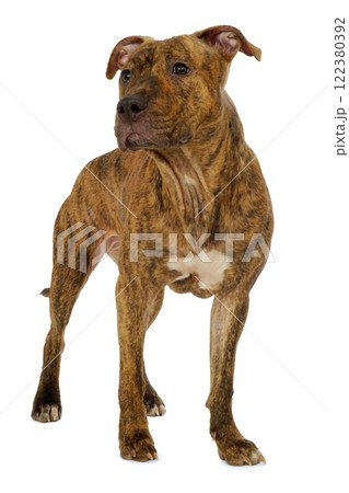 Staffordshire terrier dog 122380392