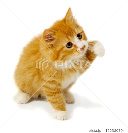Small kitten Small kitten 122380394